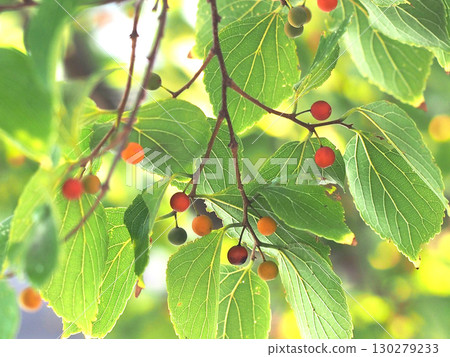 A close-up of colorful enoki fruit (a hackberry tree with fruit beginning to turn color) 130279233