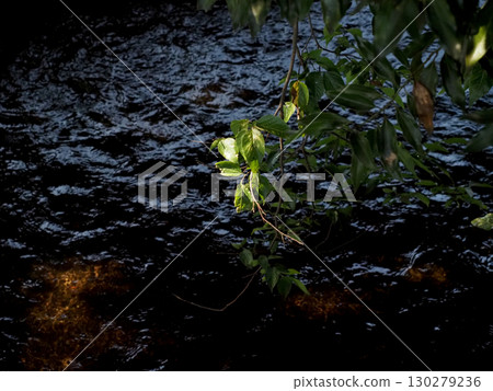 The tips of Zelkova branches growing over an irrigation canal (Leaves of Zelkova trees by the river bathed in sunlight filtering through the trees) 130279236