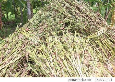 ripe sesame plant on farm for harvest 130279241