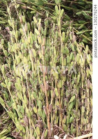 ripe sesame plant on farm for harvest ripe sesame plant on farm for harvest 130279244
