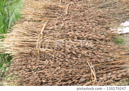 ripe sesame plant on farm for harvest 130279247