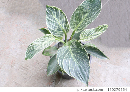 Philodendron Birkin leaf plant on pot 130279364