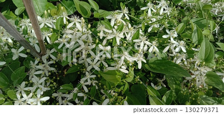 Sweet autumn clematis flower plant on nursery 130279371