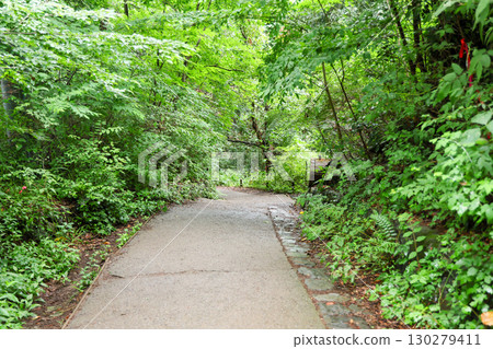 東京八王子市高尾山藥王院參道,綠樹環繞 東京八王子市高尾山藥王院參道,綠樹環繞 130279411