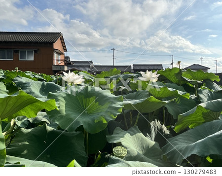 國家景觀 130279483