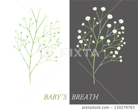 Gypsophila watercolor illustration Gypsophila watercolor illustration 130279765