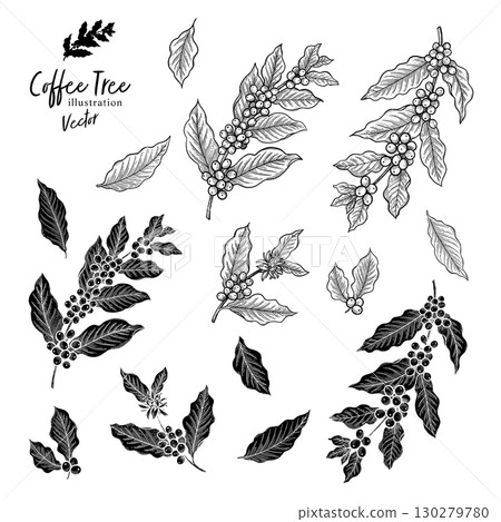 Coffee tree line drawing vector illustration 130279780