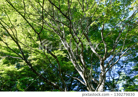 Japanese white birch 130279830