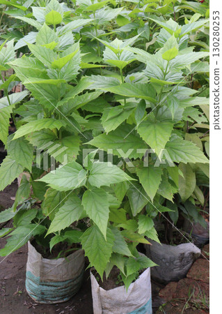 Night blooming jasmine flower plant on nursery Night blooming jasmine flower plant on nursery 130280253