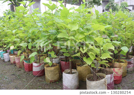 Night blooming jasmine flower plant on nursery Night blooming jasmine flower plant on nursery 130280254