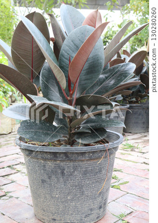 Rubber fig plant on nursery Rubber fig plant on nursery 130280260