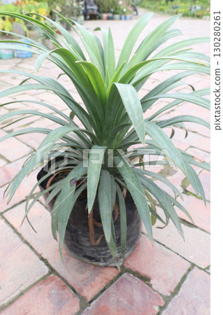 pandanus tectorius medicinal plant on nursery pandanus tectorius medicinal plant on nursery 130280261