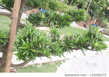 Podocarpus macrophyllus plant on pot Podocarpus macrophyllus plant on pot 130280275