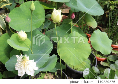 Nelumbo nucifera also called yellow lotus flower on pot Nelumbo nucifera also called yellow lotus flower on pot 130280276