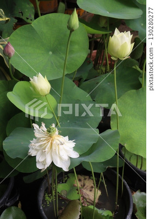 Nelumbo nucifera also called yellow lotus flower on pot 130280277