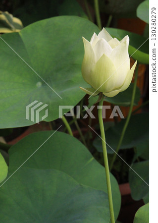 Nelumbo nucifera also called yellow lotus flower on pot 130280279
