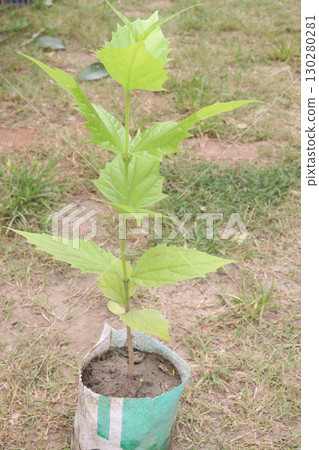 Night blooming jasmine flower plant on nursery 130280281