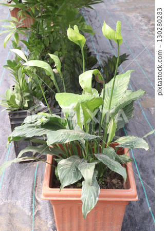 Spathiphyllum tree plant on farm Spathiphyllum tree plant on farm 130280283