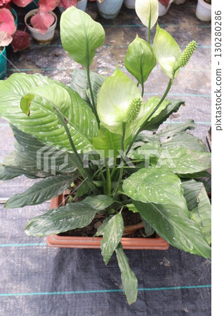 Spathiphyllum tree plant on farm 130280286