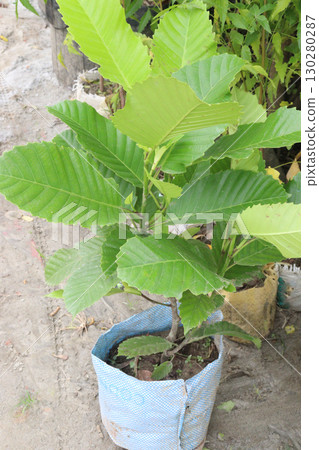 Dillenia indica commonly known as Elephant apple fruit plant Dillenia indica commonly known as Elephant apple fruit plant 130280287