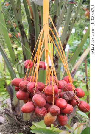 date palm plant on nursery for sell date palm plant on nursery for sell 130280291