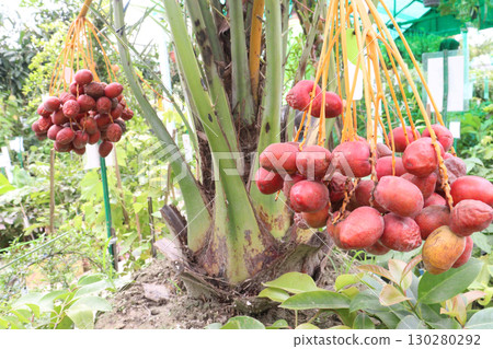 date palm plant on nursery for sell date palm plant on nursery for sell 130280292