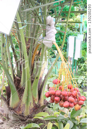 date palm plant on nursery for sell date palm plant on nursery for sell 130280293