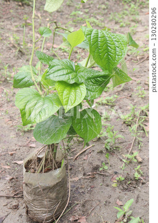 Piper betle linn leaf plant on farm 130280296