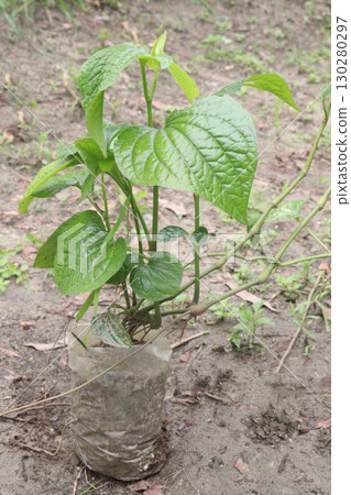 Piper betle linn leaf plant on farm 130280297
