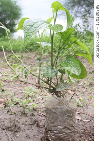 Piper betle linn leaf plant on farm 130280298