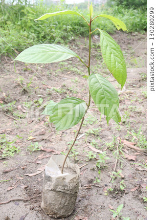 Baccaurea motleyana fruit plant on farm 130280299