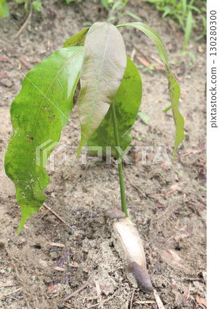 Mango plant on farm for harvest are cash crops Mango plant on farm for harvest are cash crops 130280300