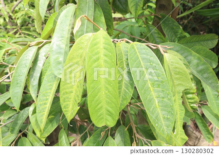 Garcinia cambogia is a tropical fruit plant on farm Garcinia cambogia is a tropical fruit plant on farm 130280302