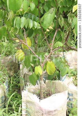Carambola on tree in farm Carambola on tree in farm 130280307