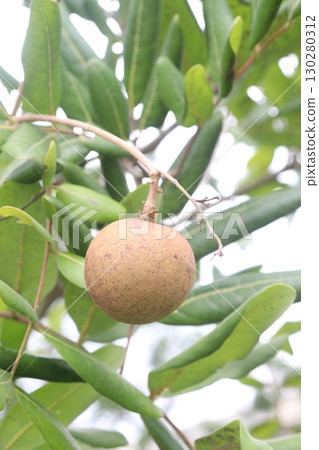 Longan fruit on tree in farm Longan fruit on tree in farm 130280312