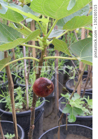 Fig fruit on tree in farm Fig fruit on tree in farm 130280315