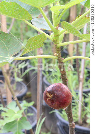 Fig fruit on tree in farm Fig fruit on tree in farm 130280316