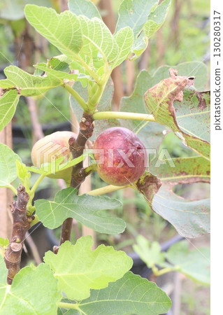 Fig fruit on tree in farm 130280317