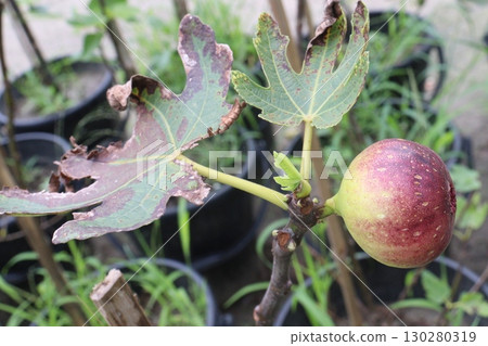 Fig fruit on tree in farm Fig fruit on tree in farm 130280319