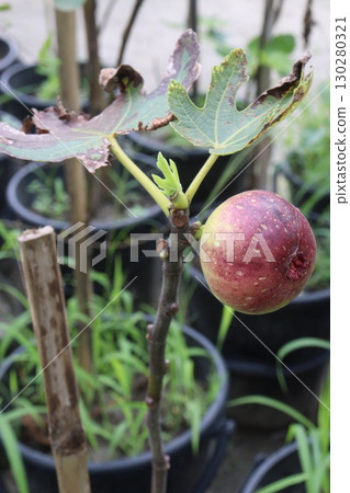 Fig fruit on tree in farm 130280321