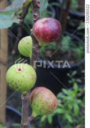Fig fruit on tree in farm Fig fruit on tree in farm 130280322