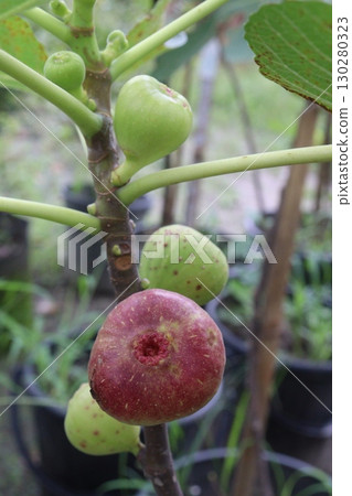 Fig fruit on tree in farm 130280323