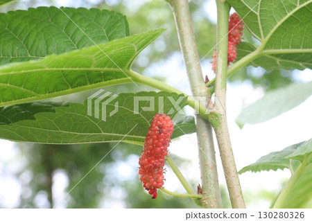 Mulberry on tree in farm for harvest 130280326