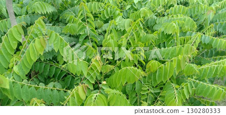 Phyllanthus acidus tree plant on pot Phyllanthus acidus tree plant on pot 130280333