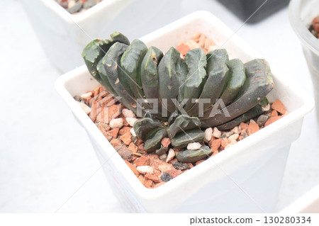 haworthia truncata succulent leaf plant on pot haworthia truncata succulent leaf plant on pot 130280334