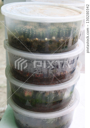 cactus in box for sell cactus in box for sell 130280342