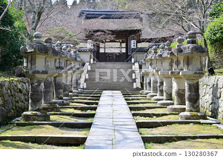 滋賀縣三井寺（園城寺）2024年春季 130280367