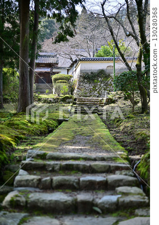 滋賀縣三井寺（園城寺）2024年春季 130280368