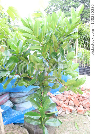 Calophyllum inophyllum flower plant on pot Calophyllum inophyllum flower plant on pot 130280386