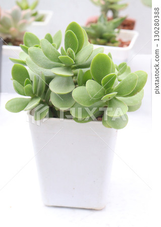 Crassula rogersii succulent leaf plant on pot Crassula rogersii succulent leaf plant on pot 130280388